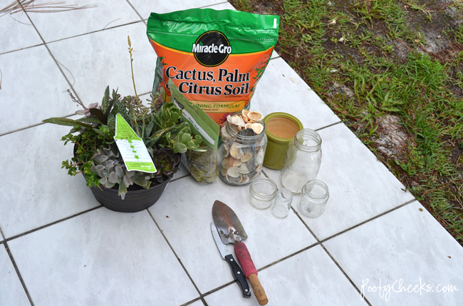 Seashell Succulent Jars