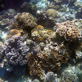 Purples, Yellows, Browns, and Greens - Noumea, New Caledonia
