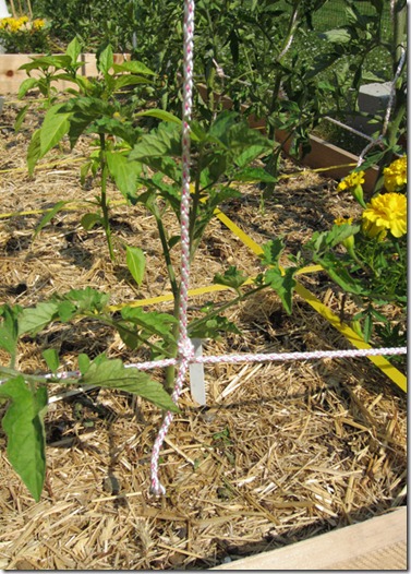 Matts Wild Cherry tomato