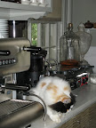 Crazy cat!  I think she just gave up on the task.