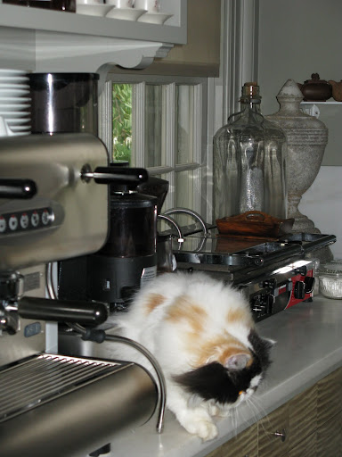 Crazy cat!  I think she just gave up on the task.