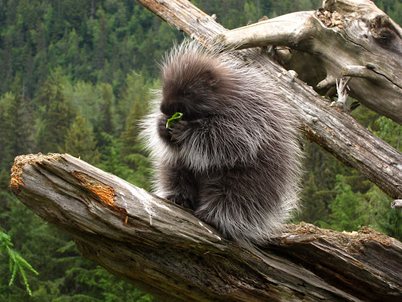  &ndash; Baby Porcupine