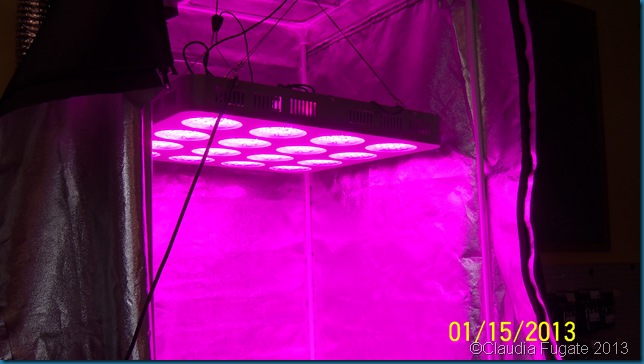 100_1714 100_1714