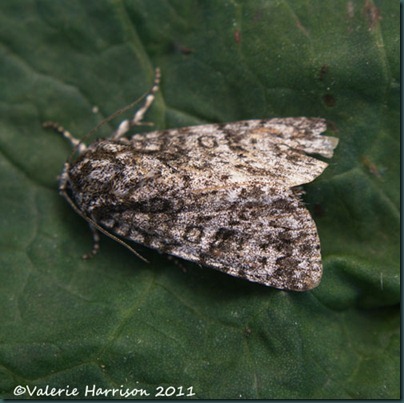 knot-grass knot-grass