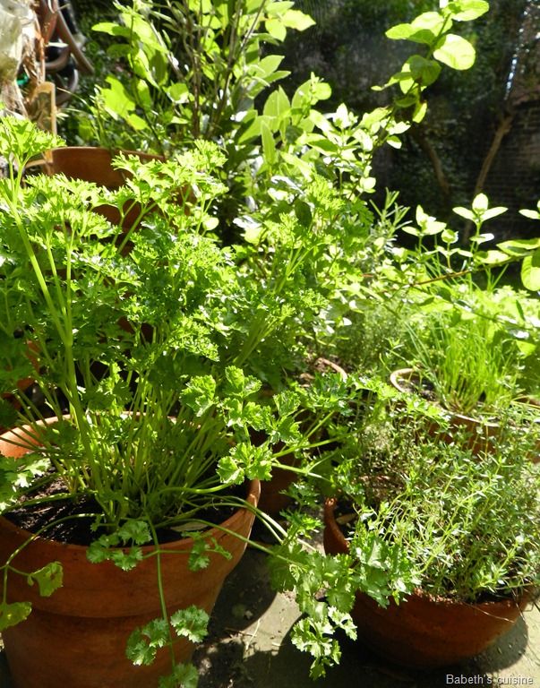 [jardin%2520d%2527herbes%255B8%255D.jpg]