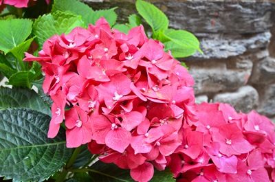 corniglia flower
