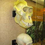 skulls at ueno zoo in Ueno, Tokyo, Japan