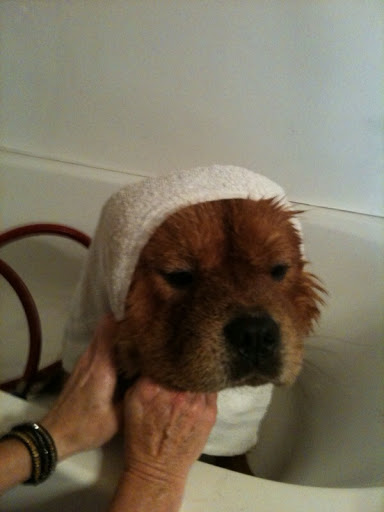 Wow, that hydrosurge really works wonders!  It pumps water and shampoo through a hose to get all the way through my thick fur and to my skin.