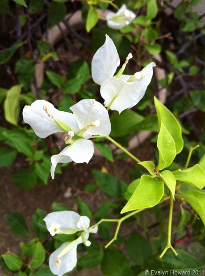 White  bougainvillea