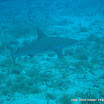 Reef Shark (2).JPG