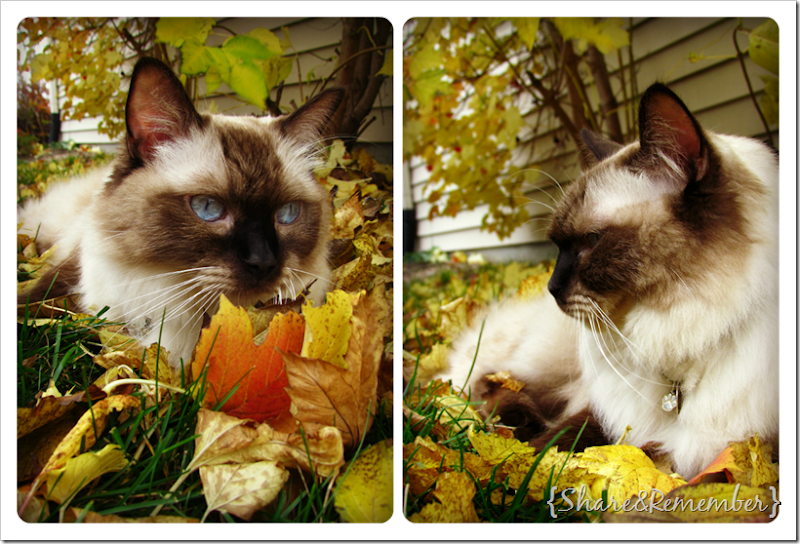 Stormy Fall Collage