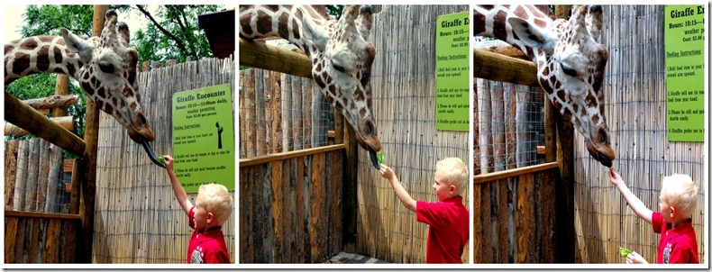 zoo zoo