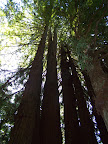 california_sequoia