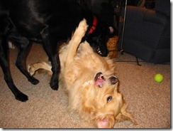 Toby & Abby 5-5a Toby & Abby 5-5a