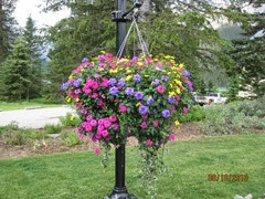 Pretty Flowers baskets at Lake Louise
