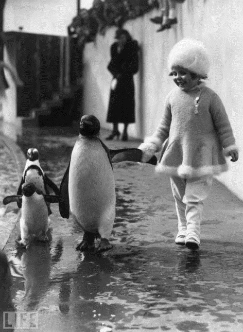 [strolling-with-penguins-19375.jpg]