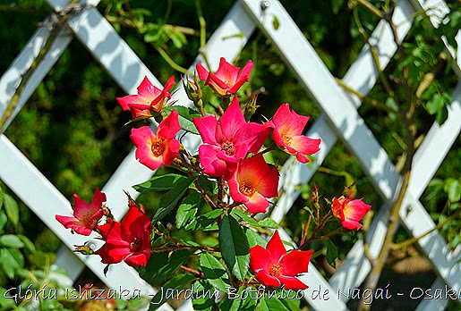 37 - Glória Ishizaka - Jardim Botânico Nagai - Osaka