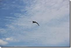 Gaviota Gaviota
