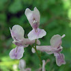紫堇Corydalis edulis.JPG