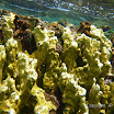  Snorkel Buck Island Reef 