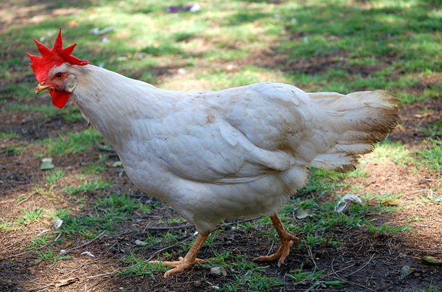 [DSC_0403a%255B3%255D.jpg]