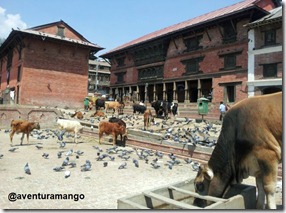 Vacas sagradas Pashupatinah