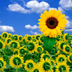 flowers (125).jpg