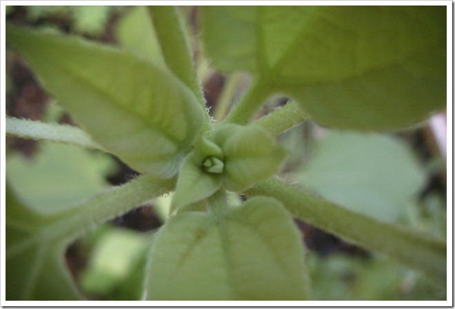 sunflower bud