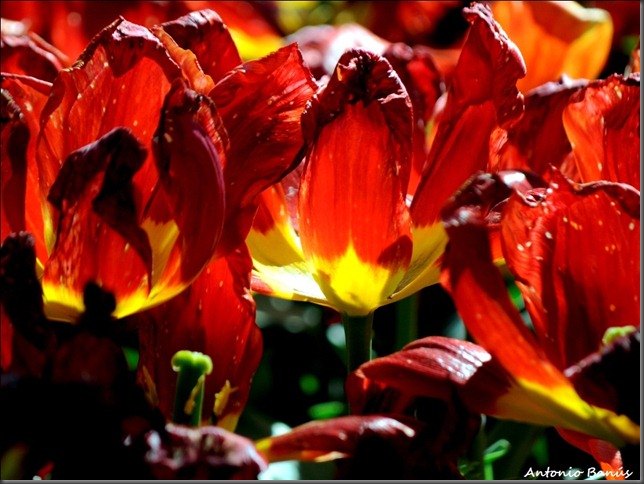 3 tulipa red revival_DSC2908x1