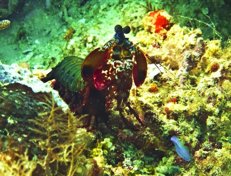 [mantis-shrimp5.jpg]