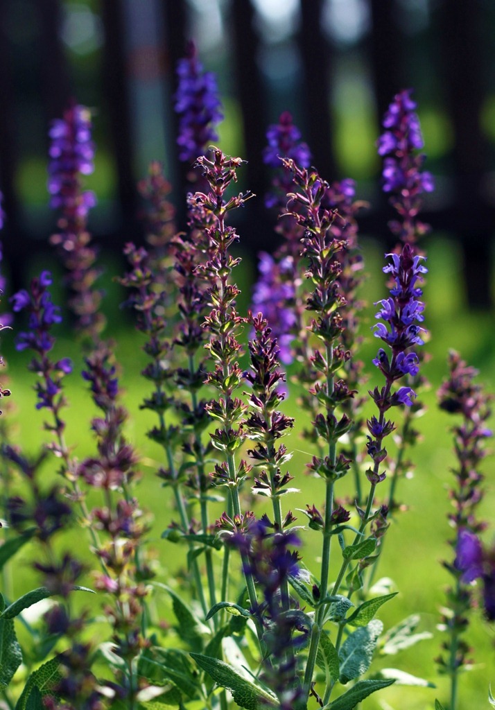 [lavender%25202%255B5%255D.jpg]