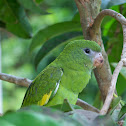 Canary-winged Parakeet