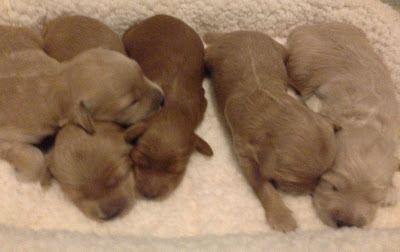 Matessa & Tennison female Puppies at 12 days old.