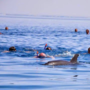 delfiny el Gouna.jpg delfiny el Gouna.jpg