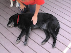 Step 4 Gently take animal’s left front leg and bend it at the elbow, rotating it at the shoulder. Where his elbow touches his body is where you place your left hand for compressions. Step 4 Gently take animal’s left front leg and bend it at the elbow, rotating it at the shoulder. Where his elbow touches his body is where you place your left hand for compressions.