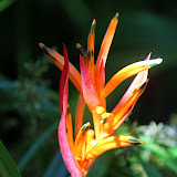 Flower At The Garden of the Sleeping Giant - Port Denarau, Fiji