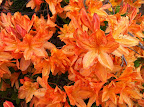 Oct 14 - Mollus Azalea