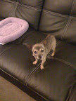 She told me about another little dog she had named Pickles and introduced me to the rest of her furry family!