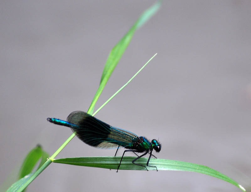 [Banded%2520demoiselle%255B3%255D.jpg]