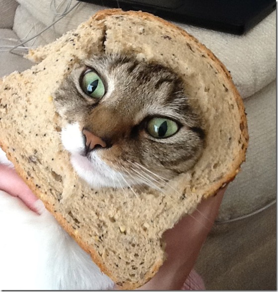 breaded-cats-16