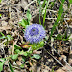 Globularia%252520trichosantha%25252c%252520%252520idjevan%25252c%2525202012.05.15%252520%25252801%252529%2525201