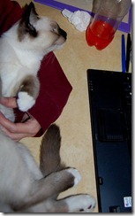 catcomputer10