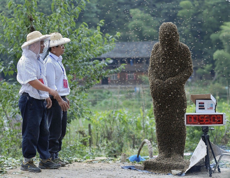 bee-attracting-comp3 bee-attracting-comp3