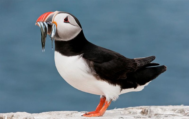 [Puffin_With_Sand_Eels._D2_MAUGHAN_NEIL_PUFFIN%255B4%255D.jpg]