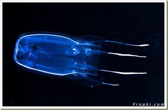 11 Most Poisonous Animals in the World: Box Jellyfish, King Cobra, Marbled Cone Snail, Blue-Ringed Octopus, Death Stalker Scorpion, Stonefish, and the last one is.....