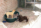 Lizzy, de borderterrier is bij ons op bezoek