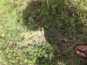 IMG_0733 8.41.40 AM.jpg