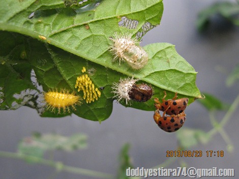 siklus hidup kumbang koksi Henosepilachna vigintioctopunctata