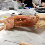 rat_muscles_pinned.jpg