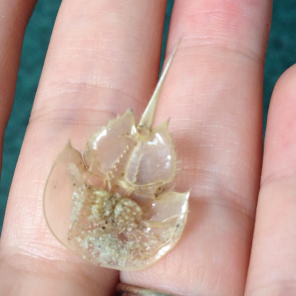 Atlantic Horseshoe Crab molting Project Noah